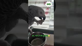 피잣먹방???? 잣 까보자 ㅋㅋ #회색앵무새 #parr…