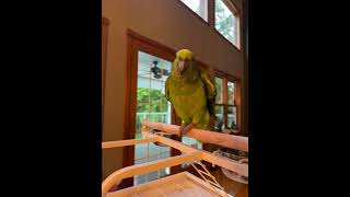 Amazon parrot learning to talk