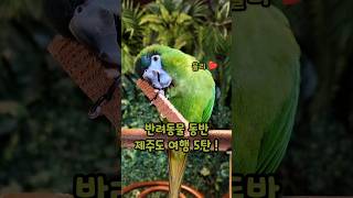 동물동반 제주도여행 5탄 #한스마카우 #아마존앵무새