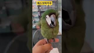 졸귀인 1년 된 체스넛마카우 #체스넛마카우 #macaw
