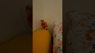 my life  #birds #music #cute #…