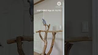 앵무새ㅡ순돌이 배째면 통닭 되는겨