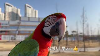 [루카의모험] 금강앵무새 오봉이 다루와 함께 신나는 루…