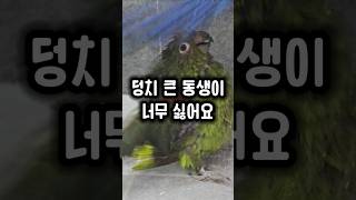 목욕할 때마다 끼어드는 동생이 짜증나는 앵무새 #앵무새…