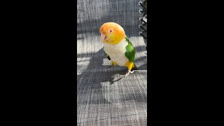 Crazy Caique Jumping On A Tram…