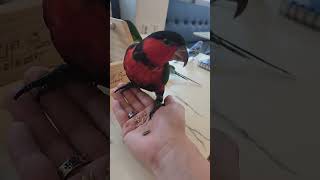 parrot 앵무새 #parrot #bird #parr…