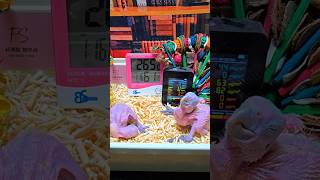 듀컵 코카투 #parrot #birds #birdslo…