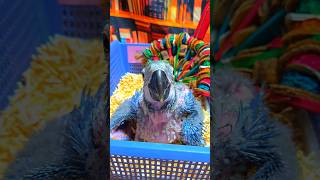 청금강 앵무새예요. #birdslover #parrot #pets #birds #cute #animals #사계절앵무새 #앵무새성장 #앵무새분양