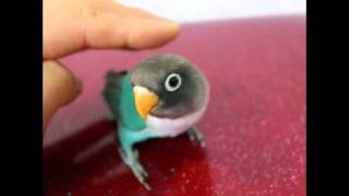 앵무새/소형앵무/모란앵무/페르소나타블루