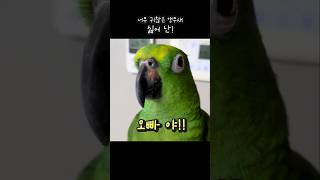 오빠바라기 오빠는내꺼야 으응! 얘교가 넘치는 말 #아랑이 #parrot #아마존앵무새
