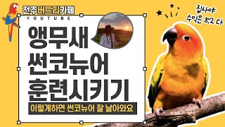 앵무새 썬코뉴어 훈련시키기