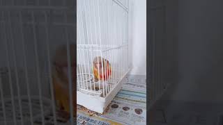 코뉴어 앵무새 ~