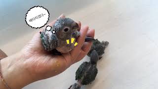 앵무새 아기들 이유식 먹방