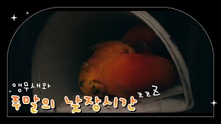 앵무새와 주말의 낮잠시간 #썬코뉴어 #앵무새 #parr…