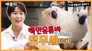 엄브렐라코카투 앵무새 태식이랑 공주랑