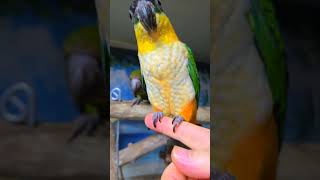 검은 머리 카이큐예요