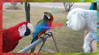 강아지와 앵무새는 친구가 될수있을까? (feat. 한여름 공원나들이)