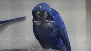 Hyacinthara&#39;s ZOO Antwerpe…