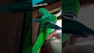 Ai mitthu niche aja | #parrot …