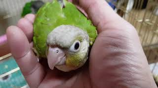 [앵무파파] 막둥이 코뉴어 아가 '모두'를 이소한 후 코니와 연두의 새장에 있던 알통제거하고 새장 대청소 했어요^^ [2020.02.02]