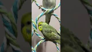 오늘은 앵두자두가 놀고있어요!#사랑앵무 #귀요미 #앵두…