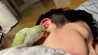 모란 앵무새의 사랑표현? ㅎㅎ