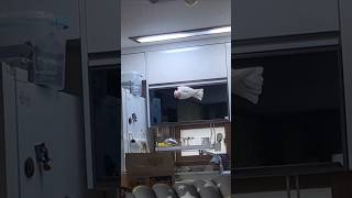 오복이가 처음으로 새장에서 나옴 #갈라코카투 #반려동물…