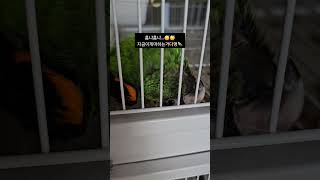 우리집앵무새육아 #눕방새 #쟈딘  #누워서자는앵무새 #parrot #앵무새키우기 #잠자는앵무 #jardine