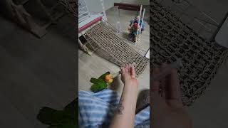 이유식조 엄마!  #카이큐 #앵무새