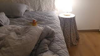 10살 모란앵무 알룽이