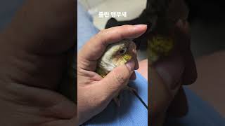 졸린 앵무새 #parrot #birds #cute #반…