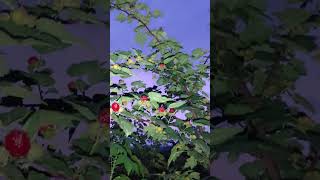 풍성한 산딸기를 구독자 여러분들과 함께 못 함을 송구 하게 생각합니다