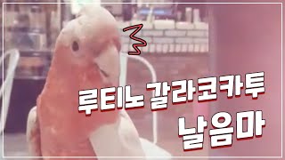 앵무새 수입 및 루티노갈라코카투 자유비행 훈련