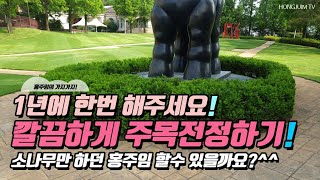 1년에 한번 해주세요! 깔끔하게 주목전정하기.. 소나무…