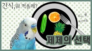 뭐가 제일 맛있어? - 사랑앵무 '제제'의 최애간식