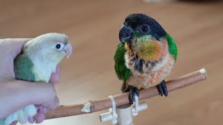 카이큐 앵무새 '뚜비'의 두번째 이야기