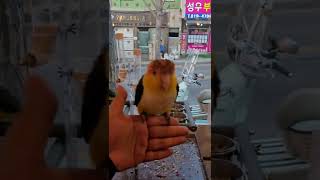 노랑머리 카이큐 아코 #shorts