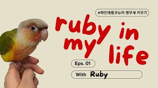 [앵무새 브이로그] Ep.01 – 아기 코뉴어의 첫 적…