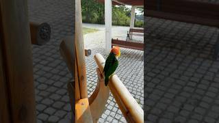 참새 기강잡기 #가오충 #카이큐#참새