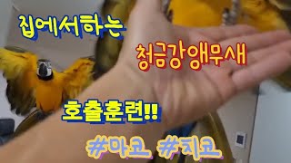 집에서하는 청금강앵무새 호출훈련!!