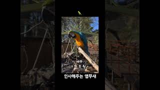 인사해주는 앵무새  #shorts #animal