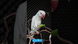 풋고추간식 매콤하네~#목도리앵무새#앵무새#parrot#…