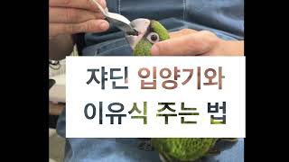 [쟈딘 입양기] 앵무새 이유식 먹이는 법