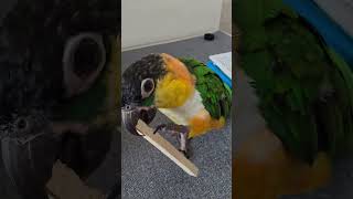 #parrot #birds #cute #pets #앵무…