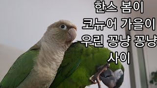 공서연.(앵무새)한스와 코뉴어 꽁냥꽁냥.2020.8.7