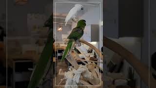 한스 마카우 앵무새 at 앵카