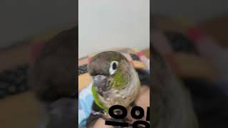 뽀삐뽀삐뽀뽀삐뽀 앵무새