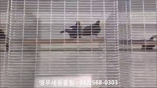 토코투칸 수입 Toco toucan   Ramphast…