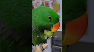 앵무새가 진짜 맛있을때만 보여주는 반응 #앵무새 #찐반…