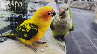 대전오월드 버드랜드 수련정원 앵무새